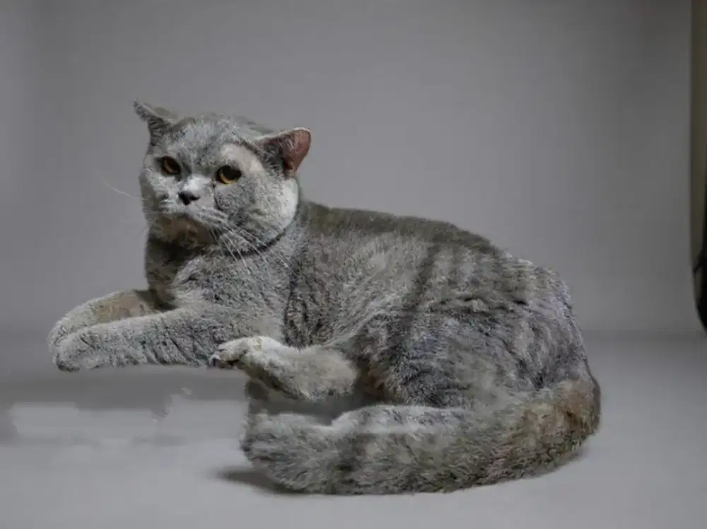 JASA PACAK BSH BLUE SOLID KAWIN KUCING British Short Hair