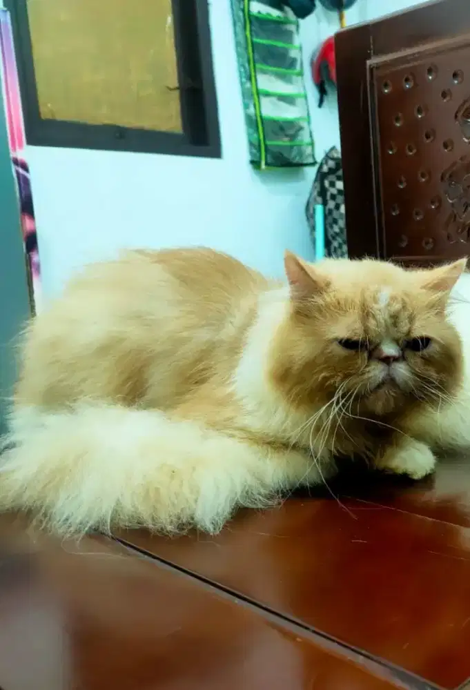 Kucing Persia Peak Nouse LH