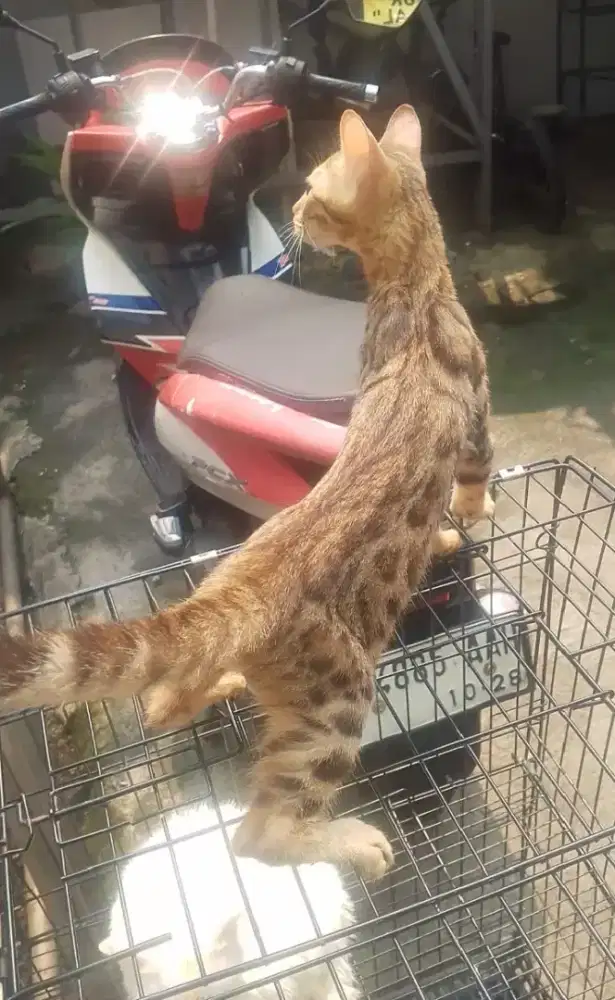 Kucing b3n9al glowing sehat
