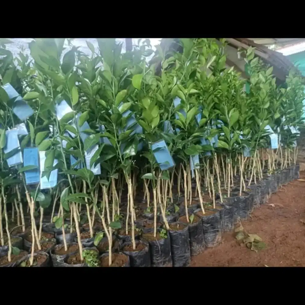 BIBIT TANAMAN BUAH