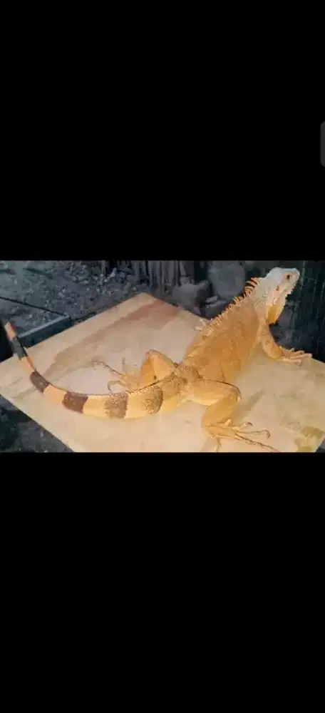 Di jual Hewan Reptil iguana Merah,kondisi sehat walafiat