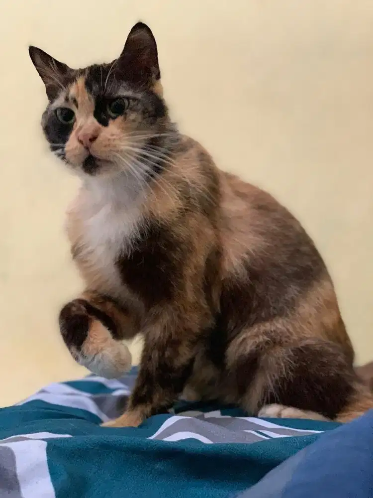 Kucing Persia Medium Calico