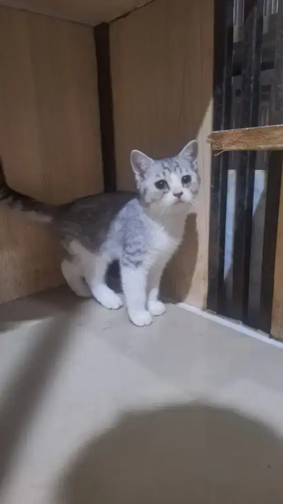 Adopsi kucing BSH