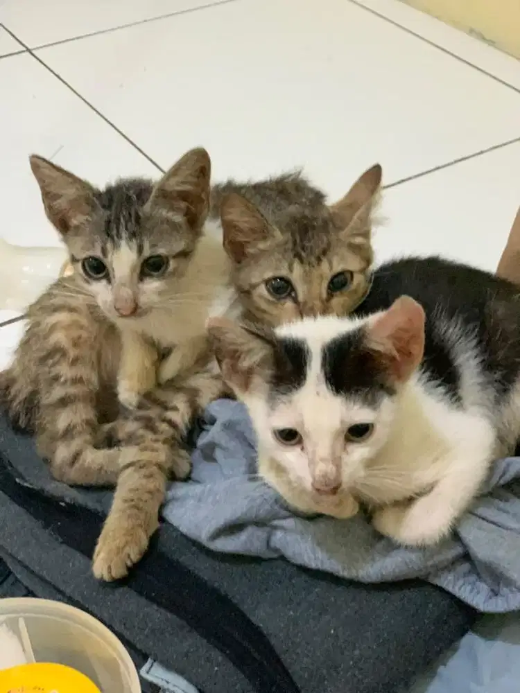 kucing kitten tiga ekor