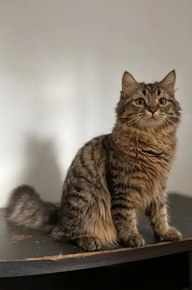 Kucing Persia medium