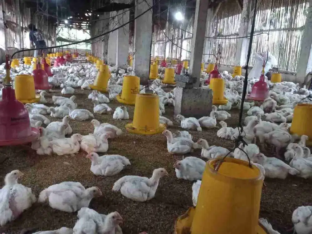 lahan luas & kandang ayam aktip di area sumedang - cisalak