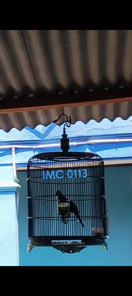 Burung perkutut bangkok jantan