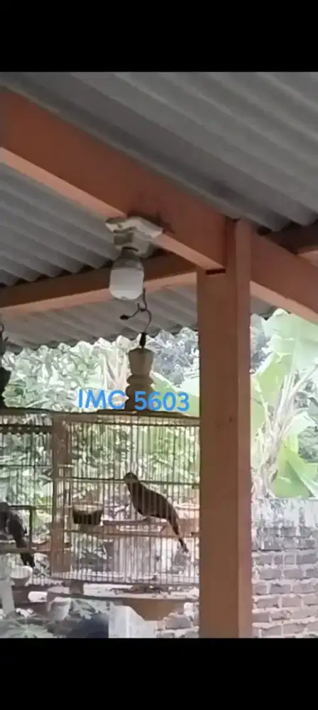 Burung Perkutut Bangkok Jantan