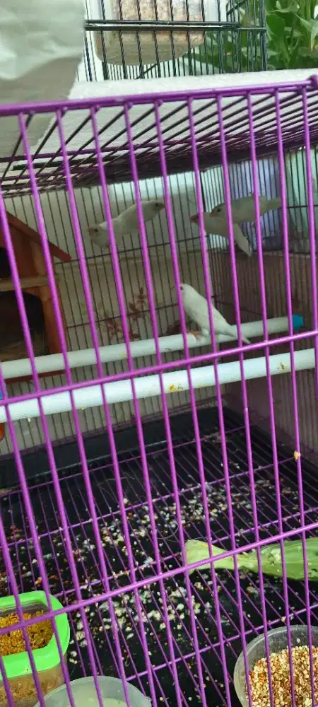 Burung emje borong