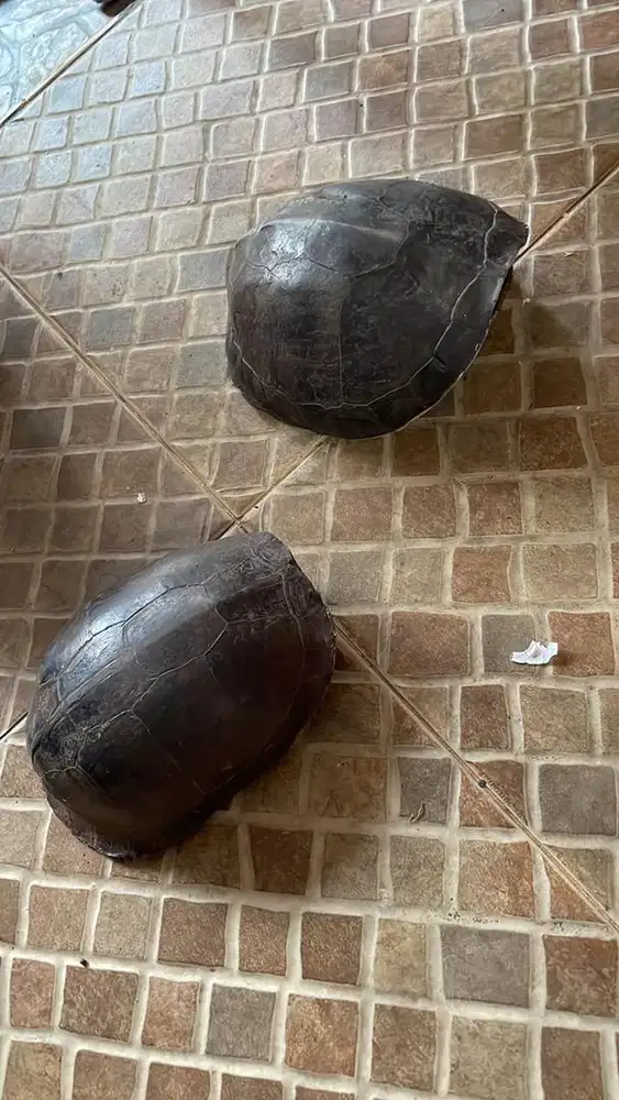 Kura kura ambon sepasang