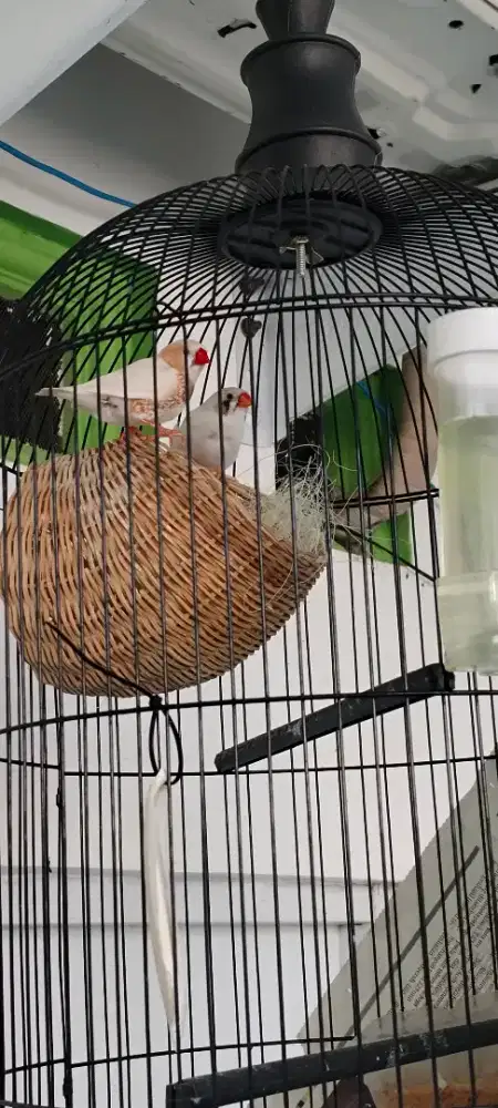 Burung zebra fich