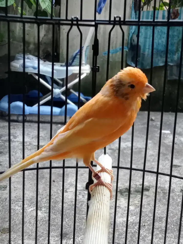 Kenari warna Sunkist ring bandung