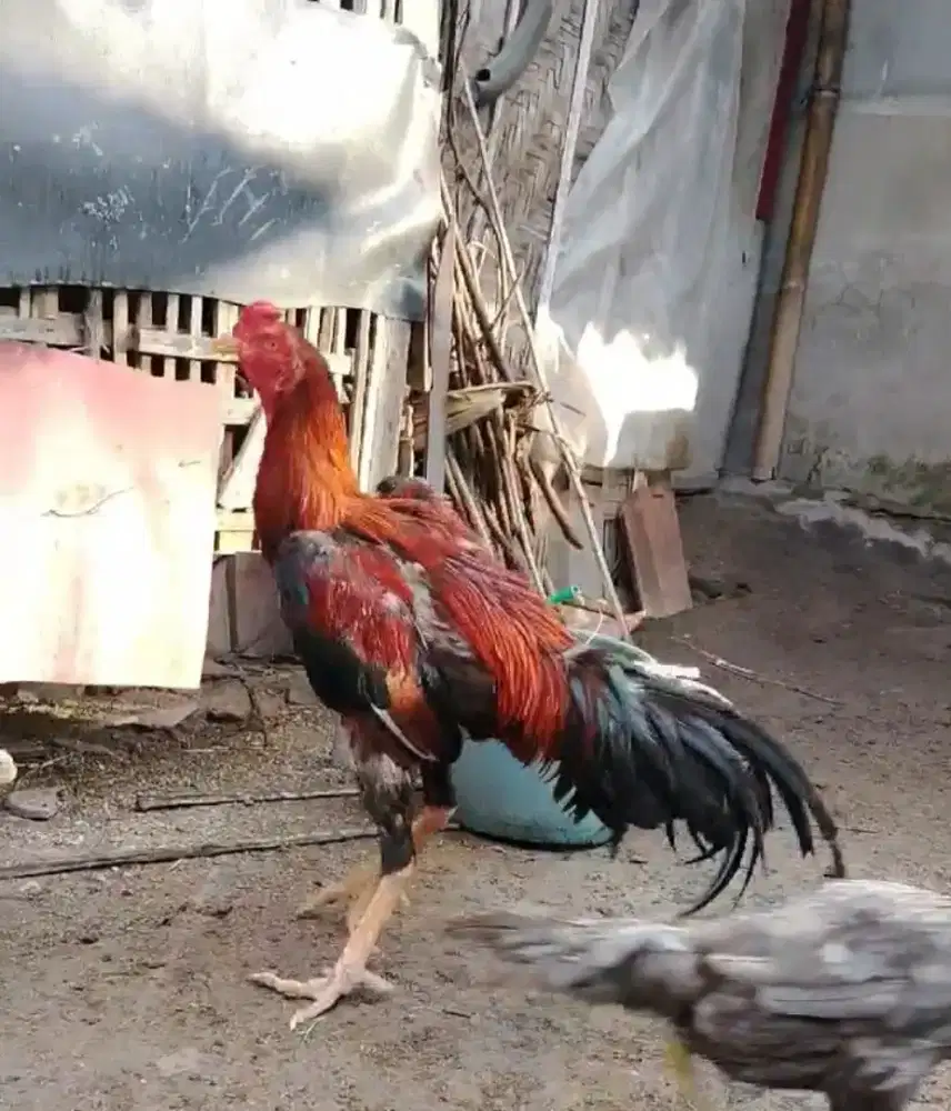 Ayam Mangon x BK Bangkok Ukuran Jumbo Tegap - Tulangan Istimewa