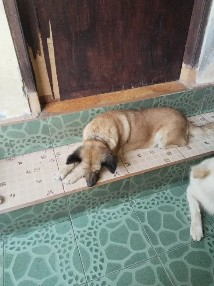 Dijual anjing warna coklat
