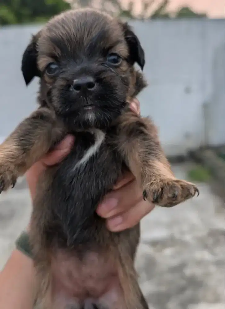 Anak anjing puddle