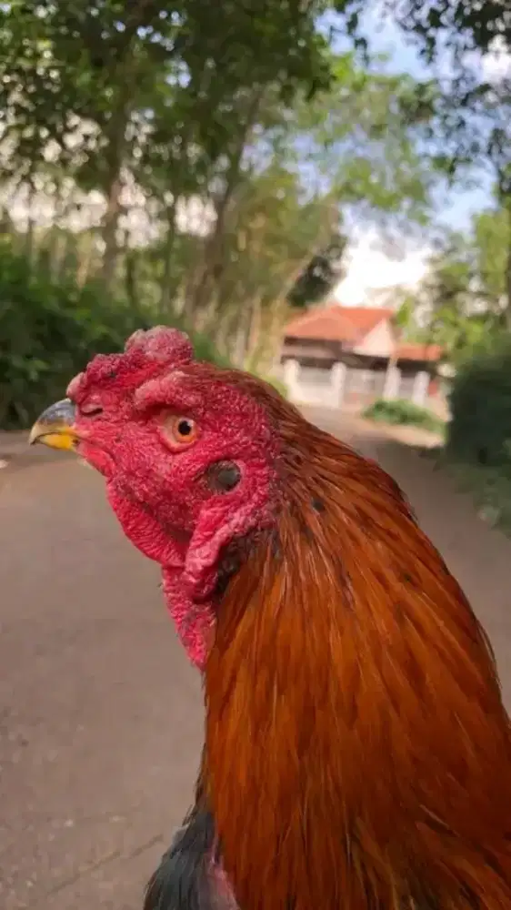 ayam jago amunisi pejantan