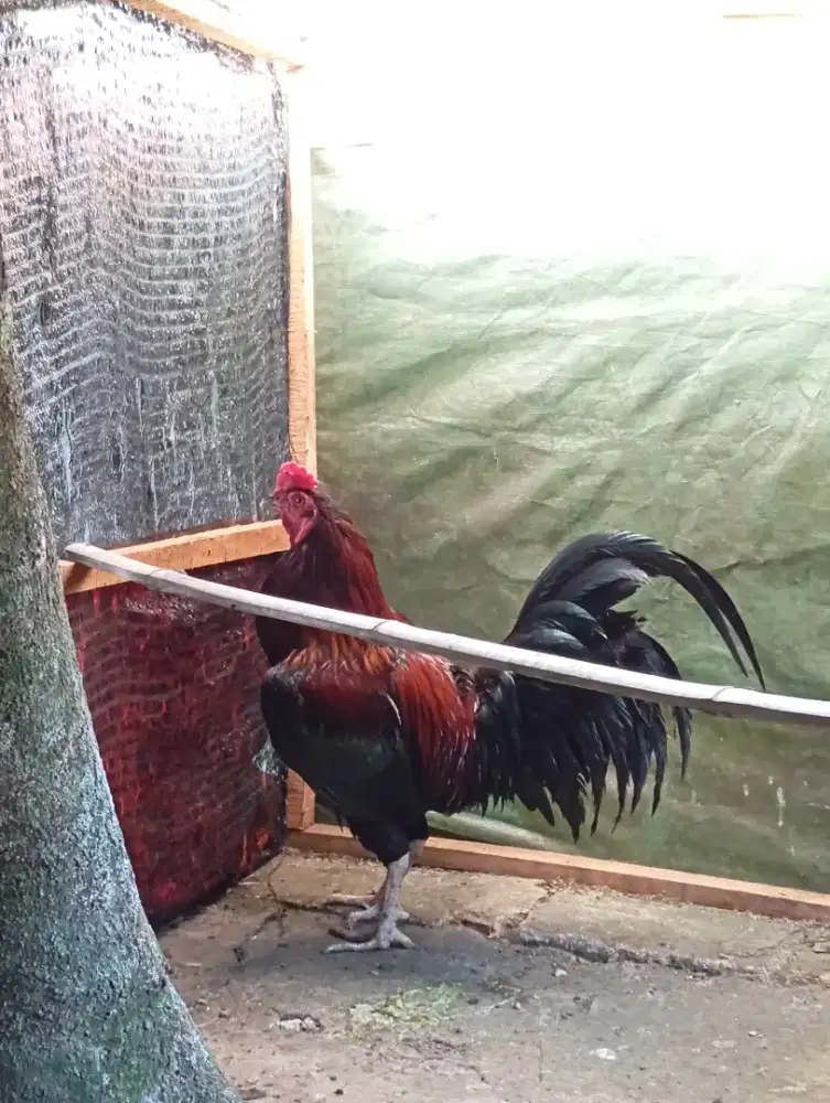 Ayam Pelung Bangkok