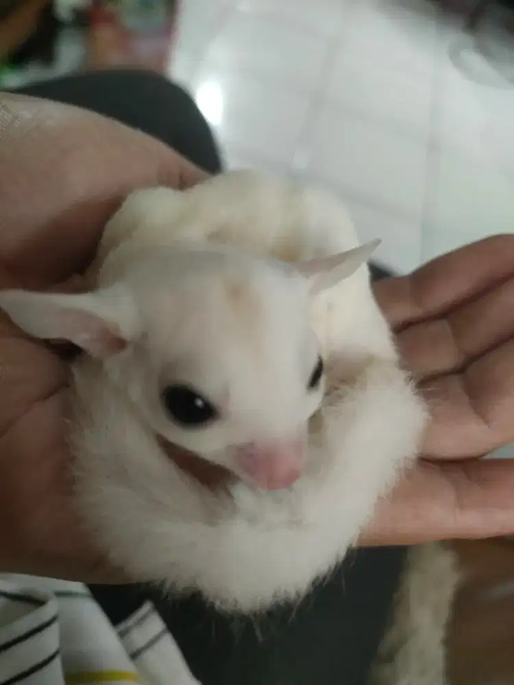 Sugar Glider joey imut