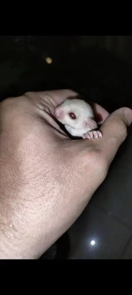 Sugar glider creamino Joey betina