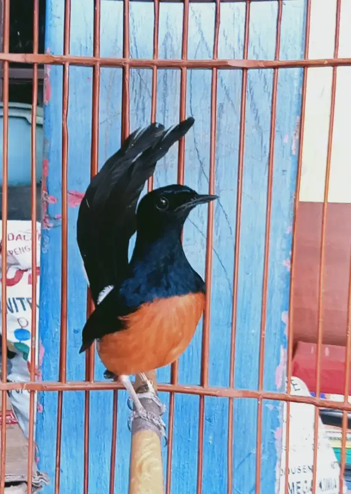 Murai gacorr kandang BNR