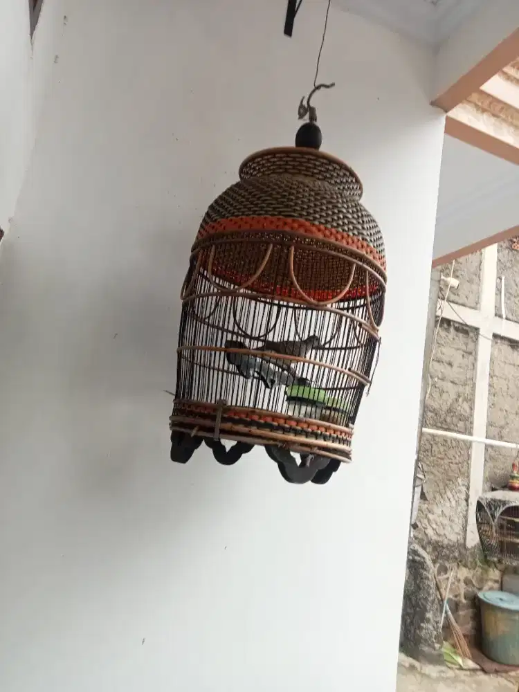 Perkutut lokal bunyi