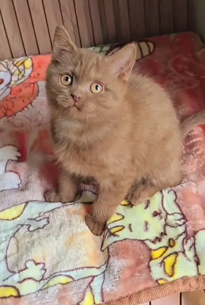 Baby kucing BSH X Munchkin Jantan Standart