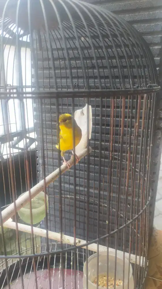 Burung kenari AF