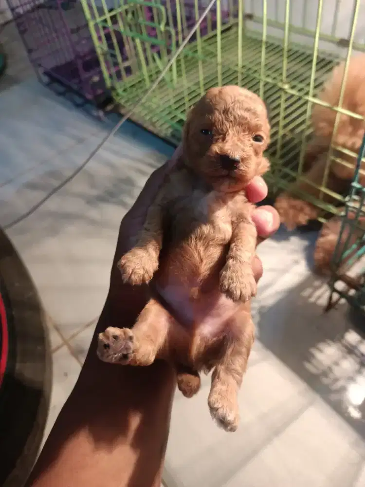 Puppy poodle cakep