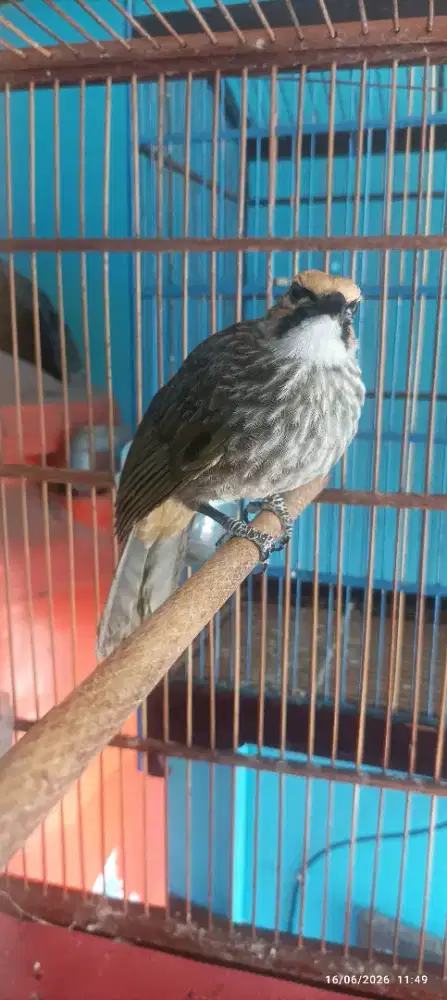 Jual Cucak Rowo jantan