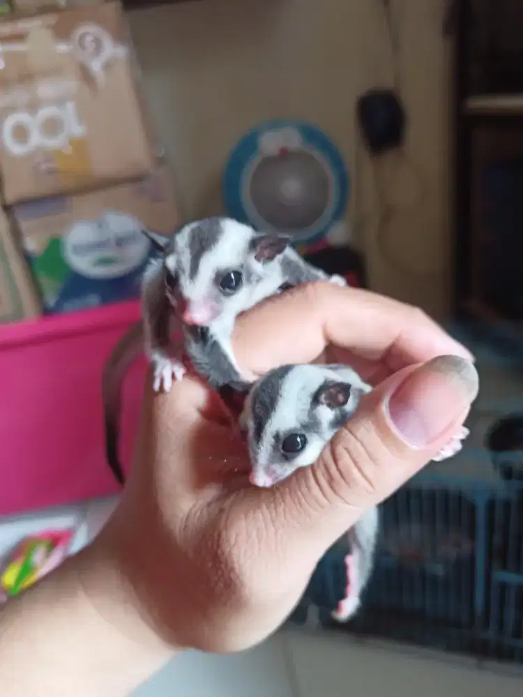 Sugar gliders classic grey