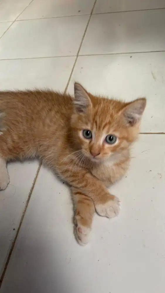 Kucing Lucu Lincah