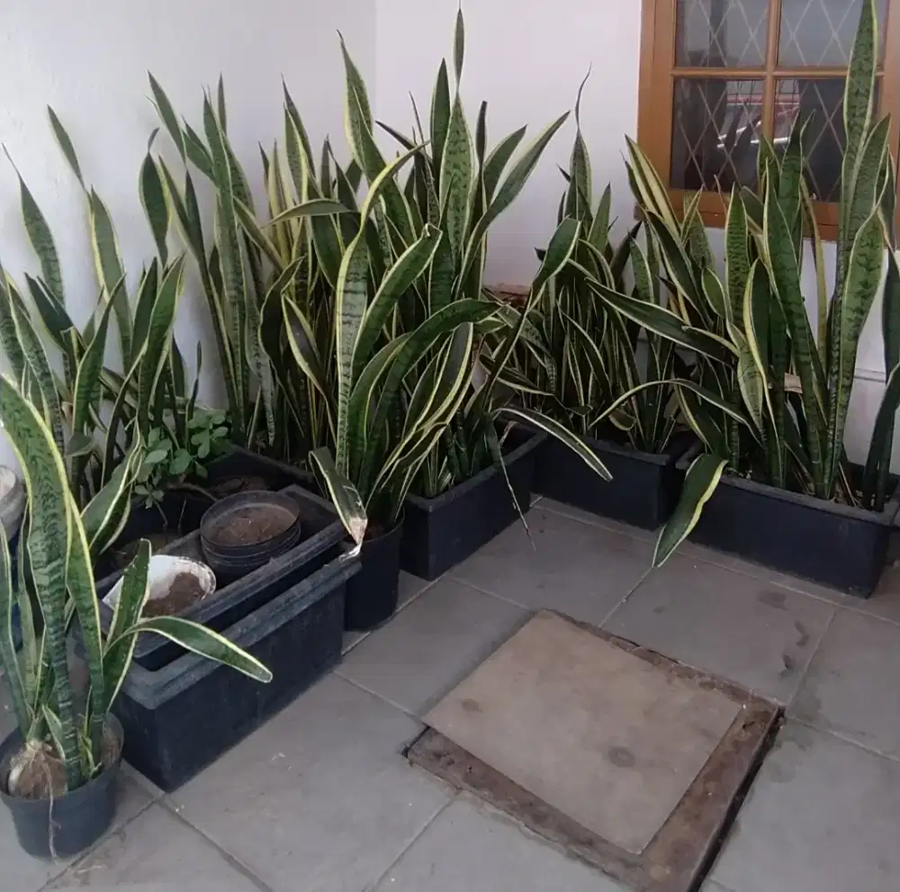Paket pot dan tanaman