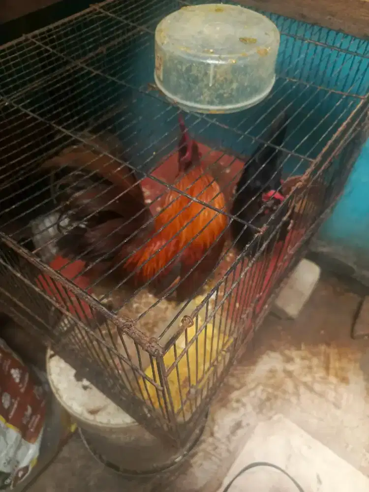 Ayam Kate sepasang