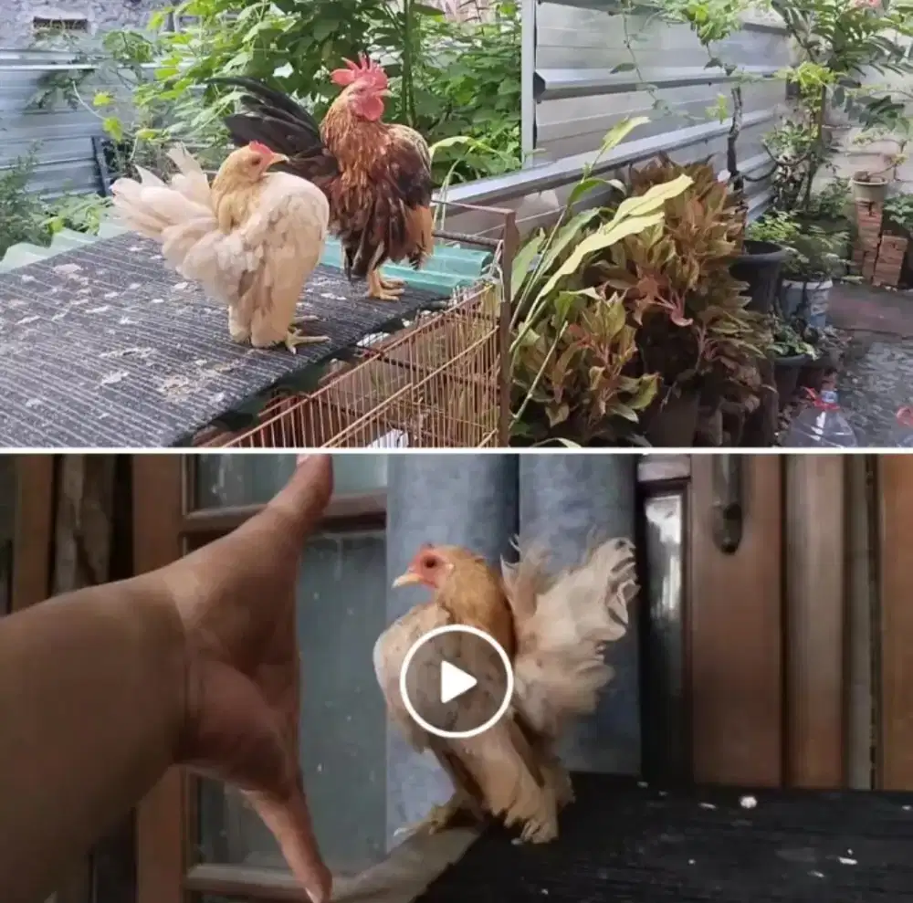 Sepasang ayam serama materi breeding warna mewah