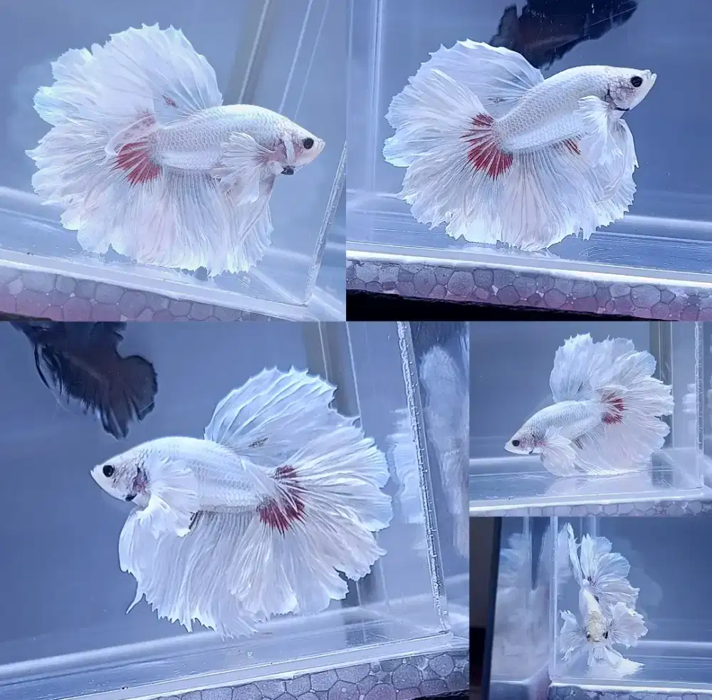 ikan cupang halfmoon dumbo white