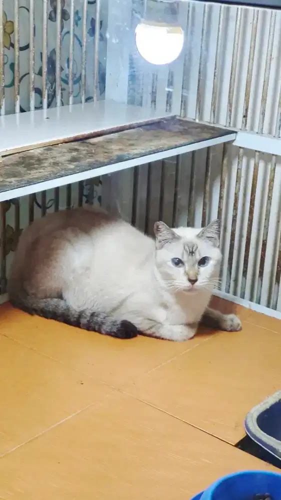 Kuciing Betina Dewasa Jenis Siamese
