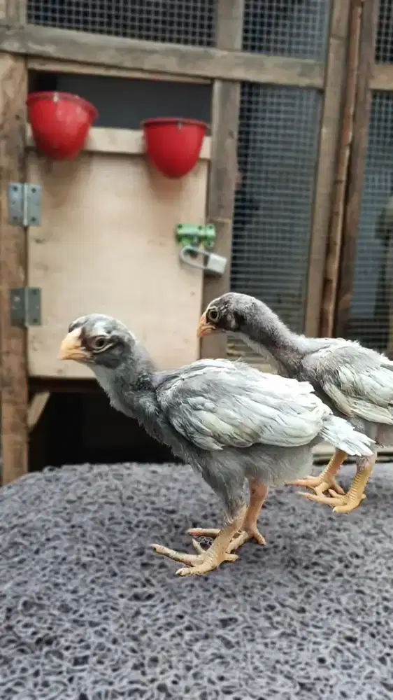 Ayam asel parot blt