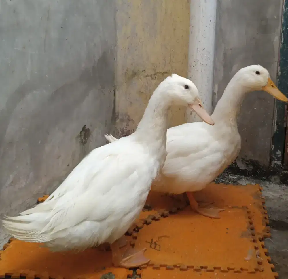 Jual sepasang Bebek Peking