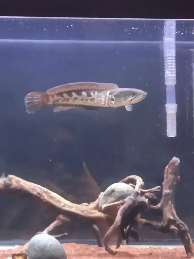 Ikan Channa AURANTI