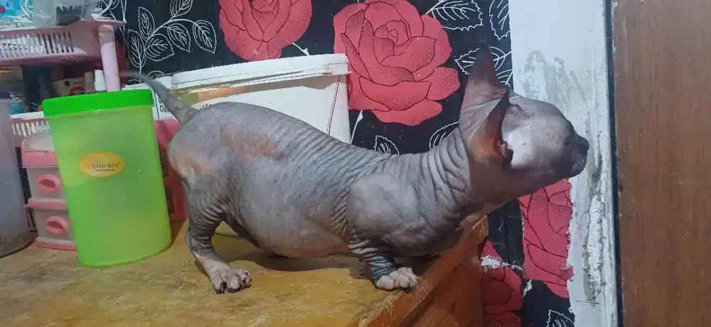 Sphynx Bambino jntan