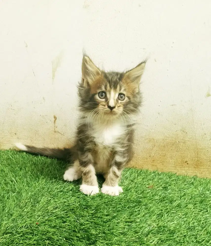 Kitten maineCoon Jantan Pure No mix