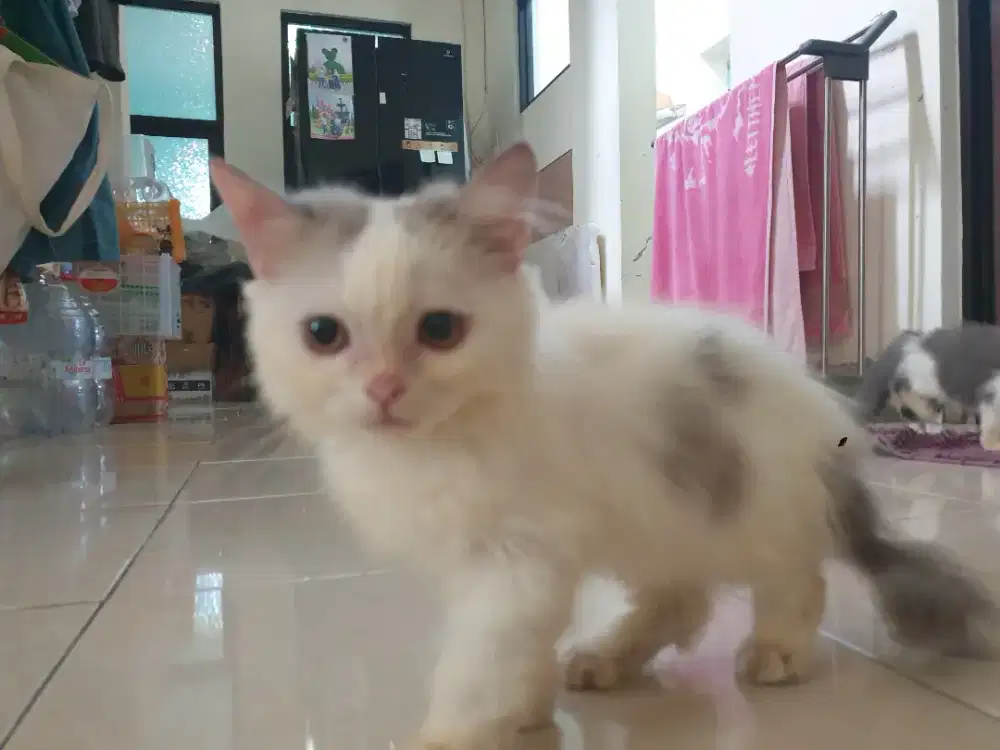 Kitten persia jantan 4 bulan