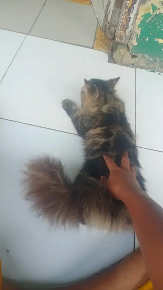 kucing persia jantan
