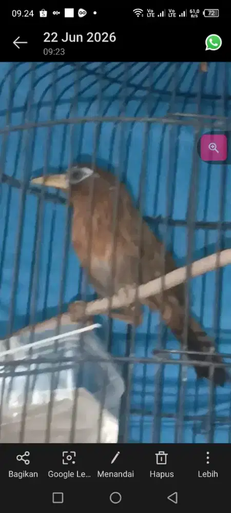 wambi import jantan masih muda