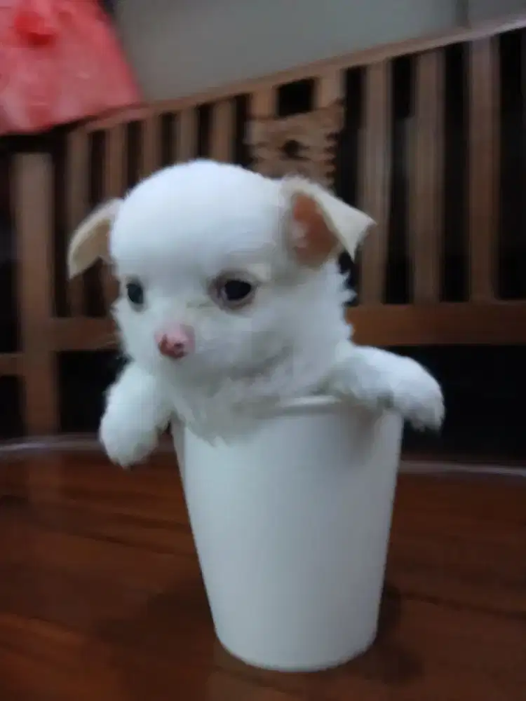 Chihuahua tea cup