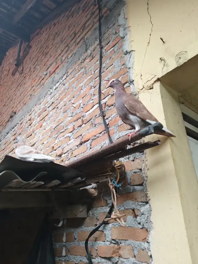 Piyik jantan merpati tinggian
