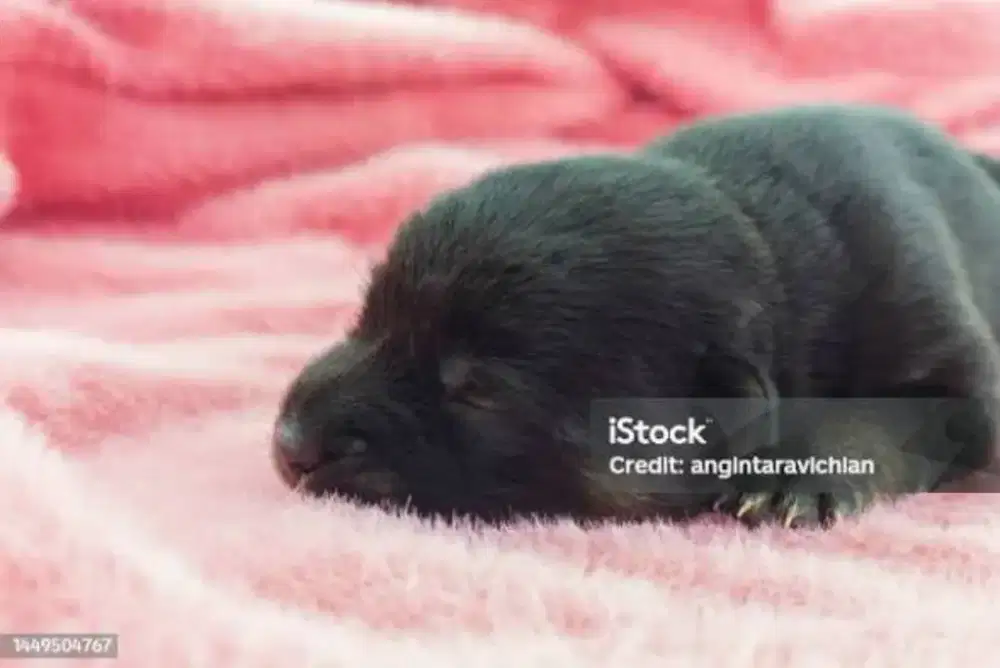 Anak anjing baru lahir