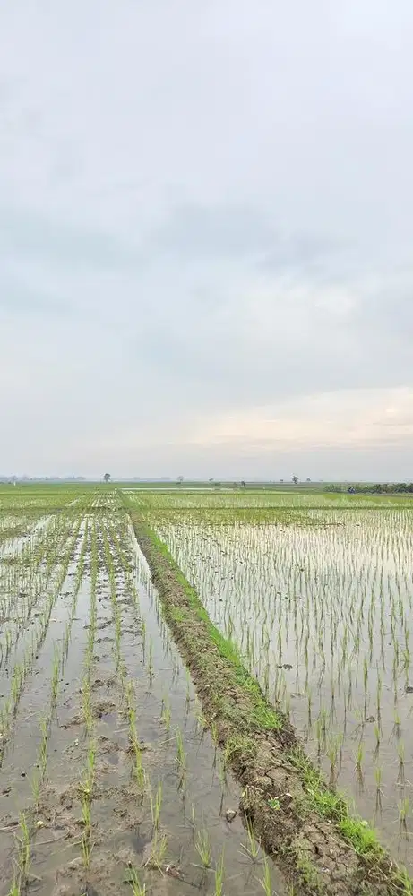 Dijual tanah sawah