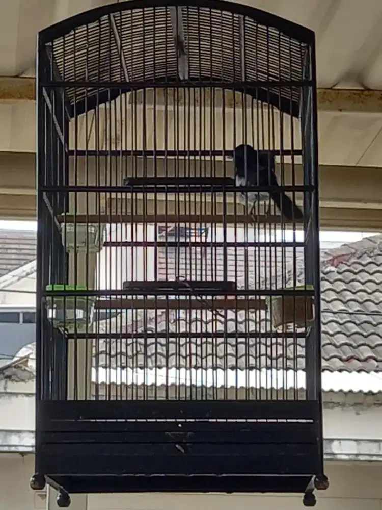 Burung kacer joss