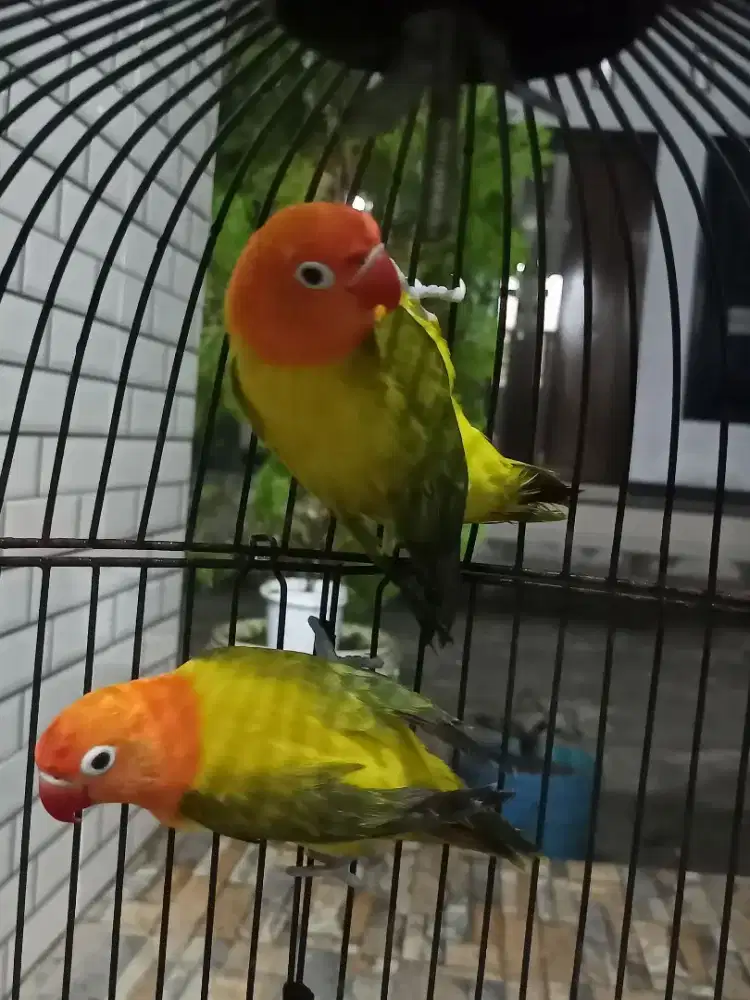 Lovebird Bio Euwing Gold /Ino mm /pf